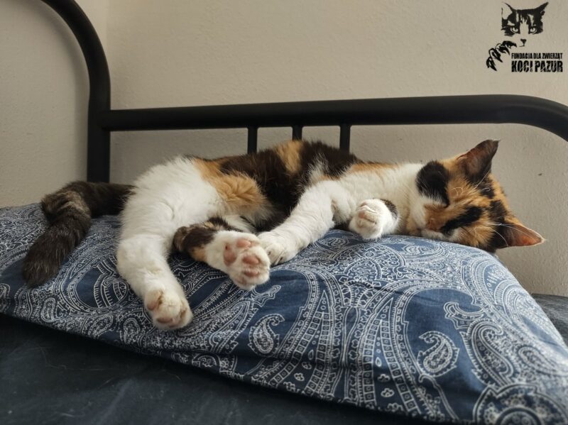 kot do adopcji florentyna